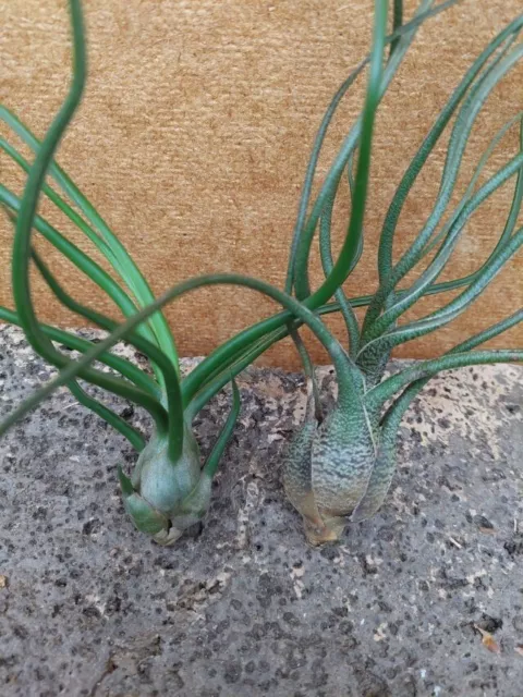 Tillandsia butzii, bulbosa 2 Stück, wurzelnackt, 2