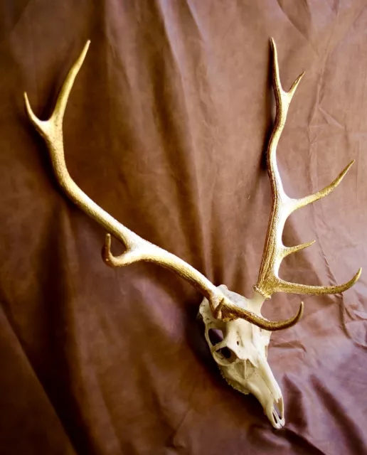 Gold Leafed 10 Pointed Red Stag Head from The Scottish Highlands 2