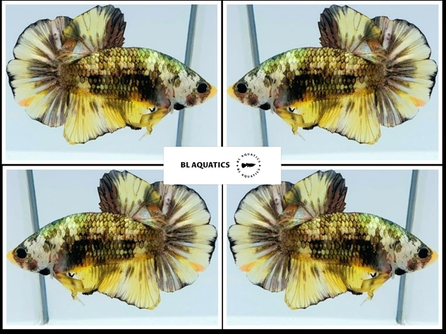 Live Betta Fish High Quality (MALE) Yellow Koi Copper - USA Seller