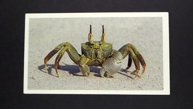 1 x Grandee Cigar card Living Ocean - Ghost Crab ± No 6 ≠ Q34