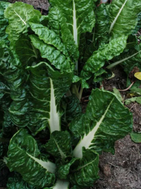 SILVERBEET 'Fordhook Giant' 50 seeds vegetable garden