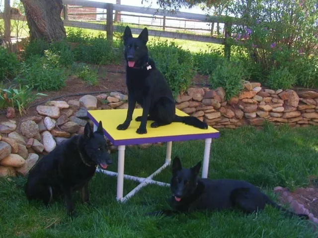 Table de pause équipement Dog Agility (comprend base et haut) 2