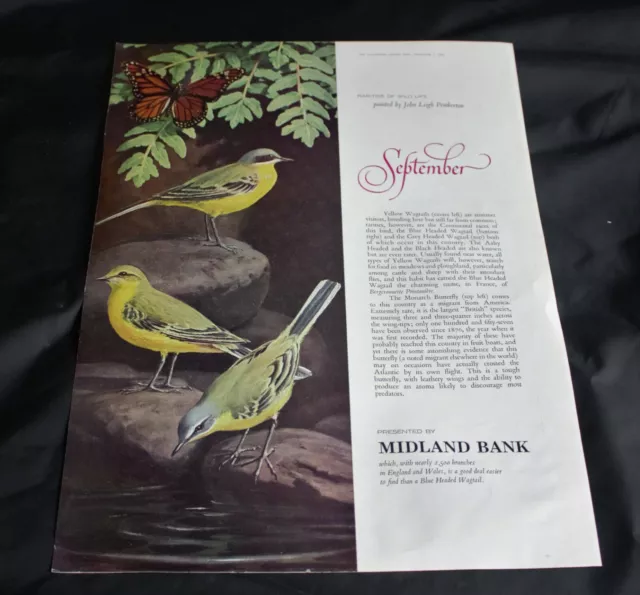 ILLUSTRIERTE LONDON NEWS 1964 Anzeige 'MIDLAND BANK.. gelber Wagtail von R.L. Pemberton'