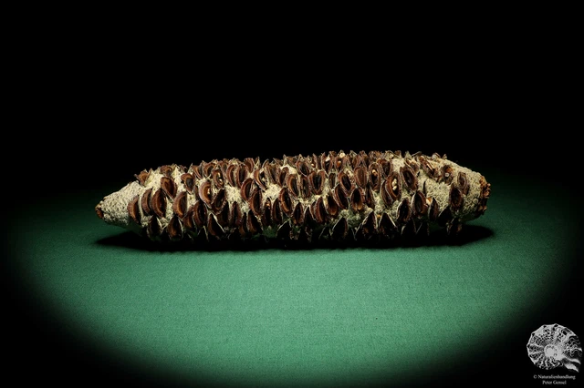 Banksia littoralis Australia plantas de árbol de plata recientes frutos secos especie