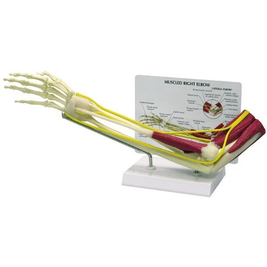 ELBOW BONE Joint Muscled Anatomical Model GPI LFA 1850 SEE VIDEO 164.