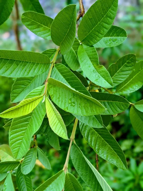 100 Organic Guava leaves fresh dried Hojas de Guayaba Guayabo Psidium Guajava