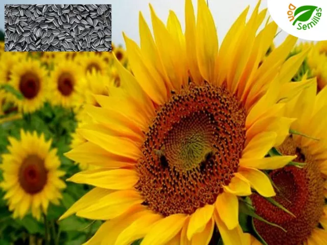 Girasol Para Pipas ( +50 semillas para siembra ) seeds