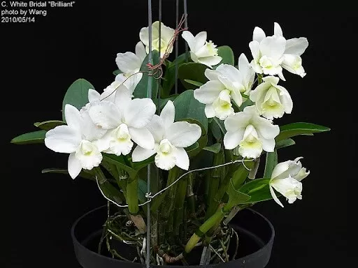 C. White Bridal 4 inch pot flowering size 45$