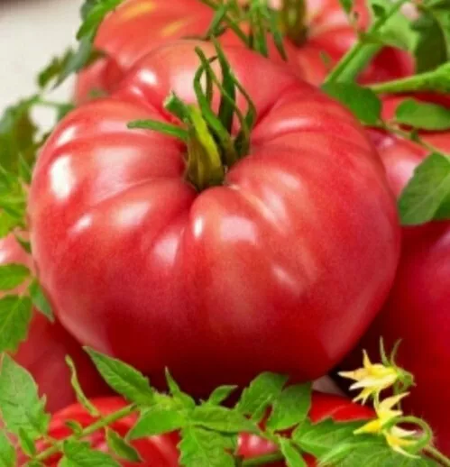 20 Seeds Beef Tomato RASPBERRY GIANT Pomidor MALINOWY OLBRZYM Polish Variety