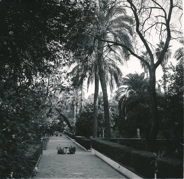 SÉVILLE c. 1950 - Allée des Jardins du Palais de l'Alcazar Espagne - Div 11600
