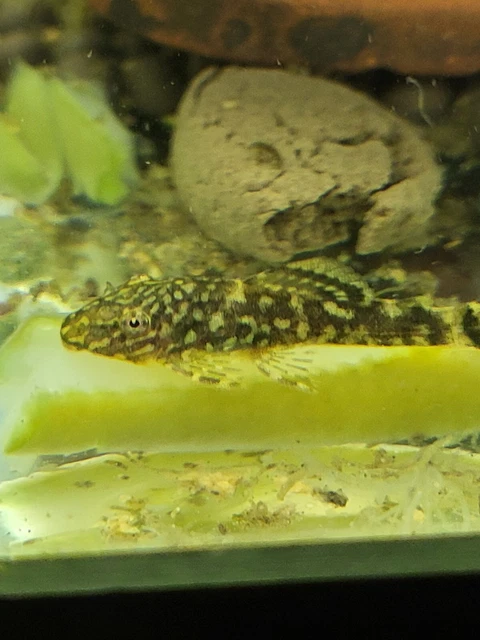 Chocolate Bristlenose Pleco x3
