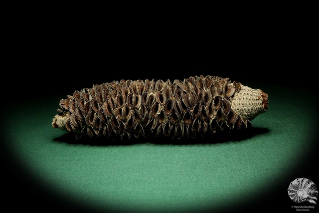 Banksia littoralis Australia plantas de árbol de plata recientes frutos secos especie