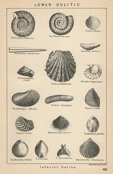 BRITISH FOSSILS. Lower Oolitic - Inferior Oolite. STANFORD 1907 old print