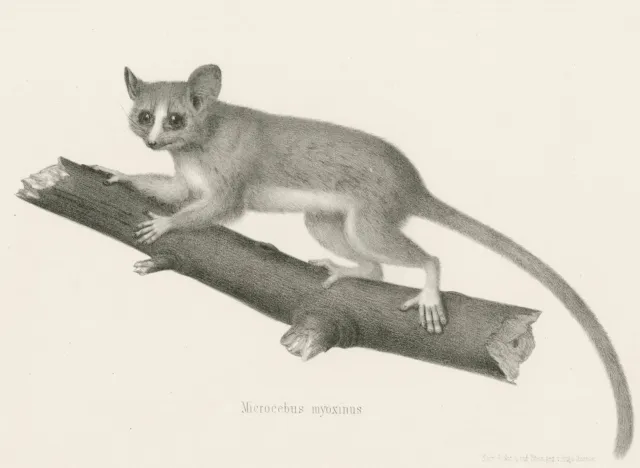 ZWERG-MAUSMAKI - Microcebus myoxinus Afrika - Wilhelm Peters - Lithographie 1870