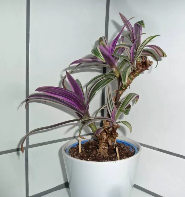 Tradescantia (Rhoeo Spathacea) Pink variegata dreifarbig Ableger