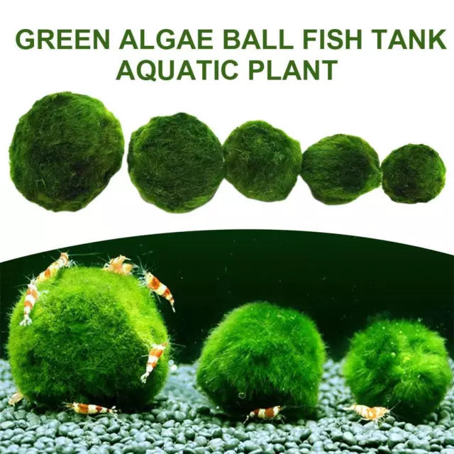 Aquarium Landscaping Decoration Green Algae Balls✨h 3