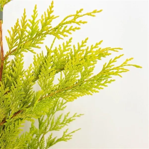 Goldene Leyland-Zypresse Gold Rider Cupressocyparis leylandii 1m Heckenpflanze 2
