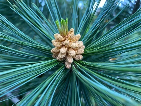 Pinus strobus ** Pino bianco (1 pianta vq9-9x9x20)