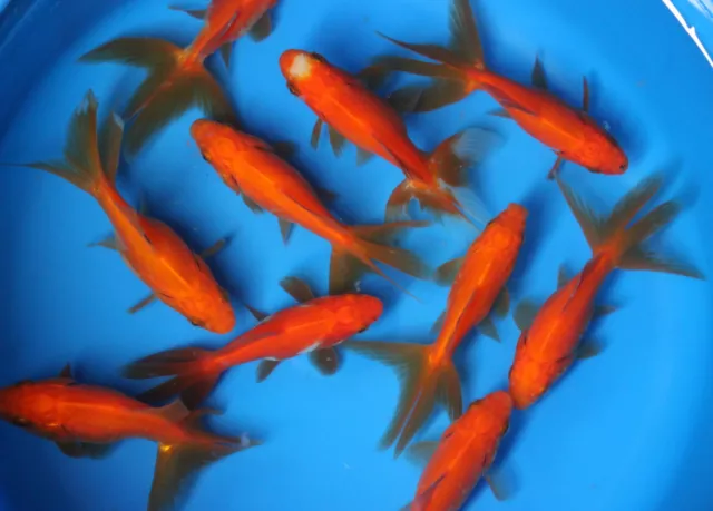 02-3 inch Live Red Fantail Goldfish for fish tank, koi pond or aquarium