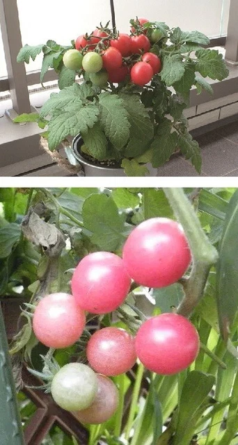 3 Cherry-Tomaten Immergrüne Obst Gemüse Jung Pflanzen Für Den Garten