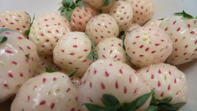 SAMEN !i ANANAS-ERDBEERE !i seltene Obstsamen Saatgut Gartenpflanze lecker