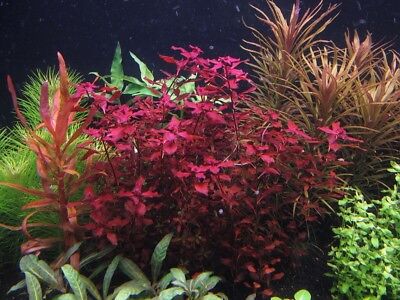 3 Stems ludwigia Sp red Live Aquarium Plants beautiful plant!!! Red!! Free S/H