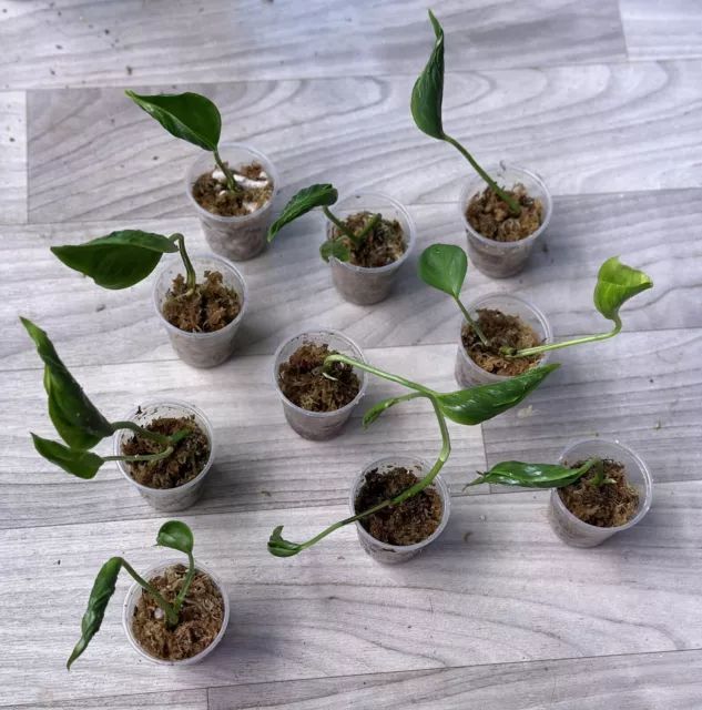 Epipremnum aureum 'Shangri La' Pothos  rooted cutting