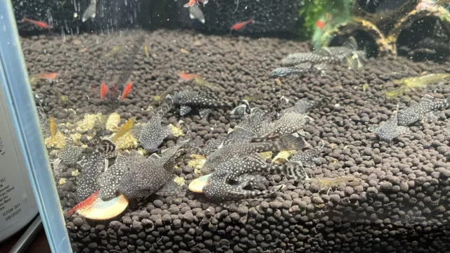 3 Pack Of Short Fin Pepper Bristle nose Pleco-Bred with care in FL