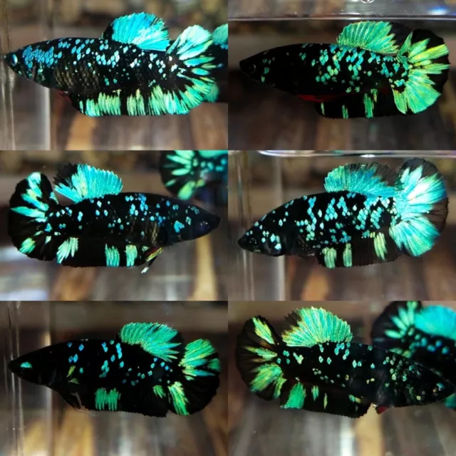 Live Betta Fish Green Avatar Female Sorority | USPS Priority|