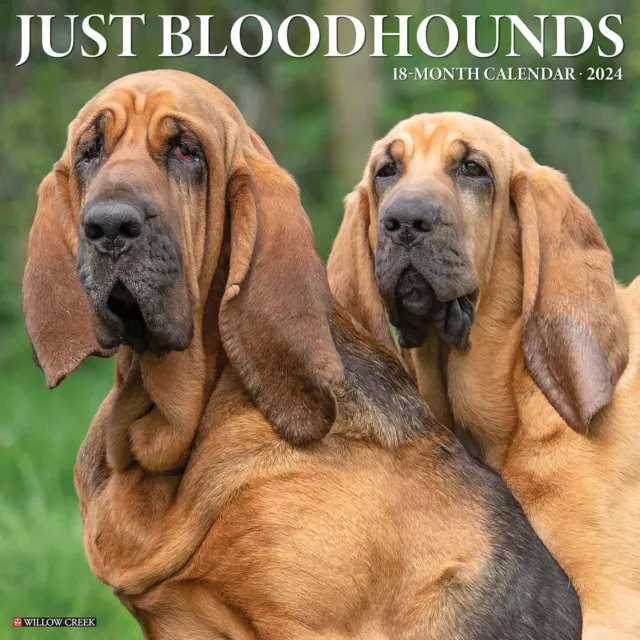 Solo Bloodhounds - 2024 Calendario da Parete - Nuovo - 32558