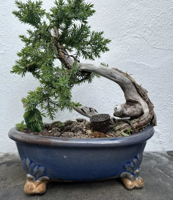 Bonsai Tree🌲Juniper Tree Tanuki Wrap Around In Stunning Chinese Glazed Pot, 3