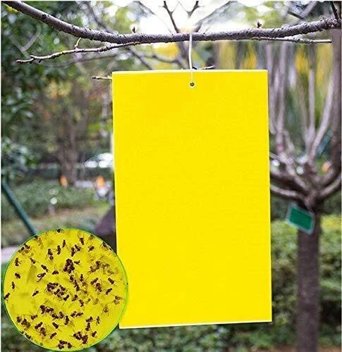20 PACK Garden Sticky Traps Cucumber Beetle Trap Fruit Fly Trap Fly 6x8 Paper