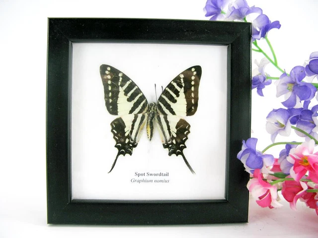 Spot Swordtail - beautiful real butterfly prepared - framed- museum quality