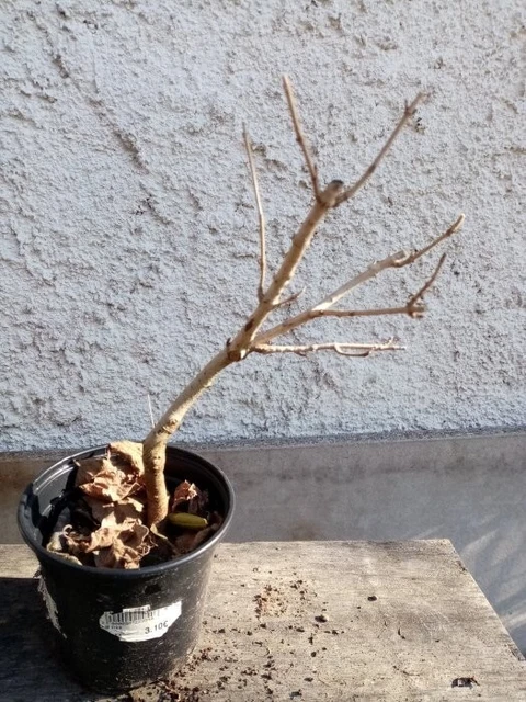 Bonsai - Pré bonsai érable champêtre