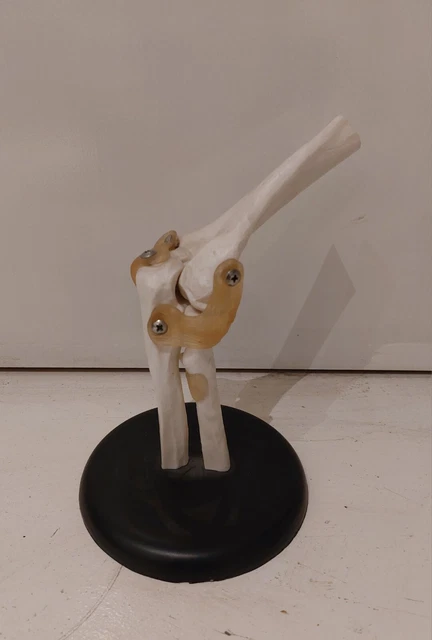 Life Size Human Knee Joint Model Flexible Knee Skeleton Anatomy Model Medical Teaching Tool Educational Equipment