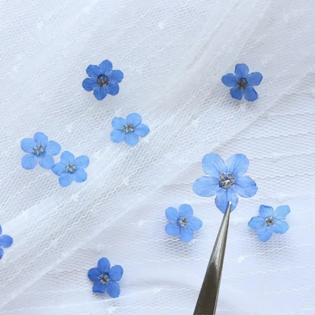 20PCS Blue Forget Me Not Flowers Dried Pressed Nature DIY Art CrafAU D6O8