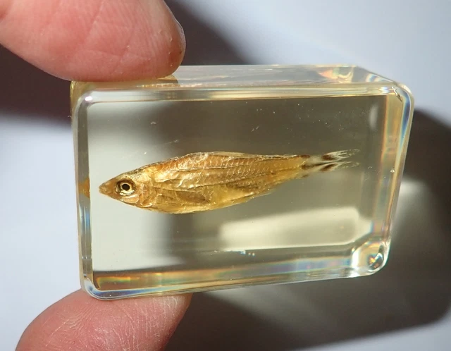 Rummynose Tetra Fish Hemigrammus bleheri in Amber Clear Block Education Specimen