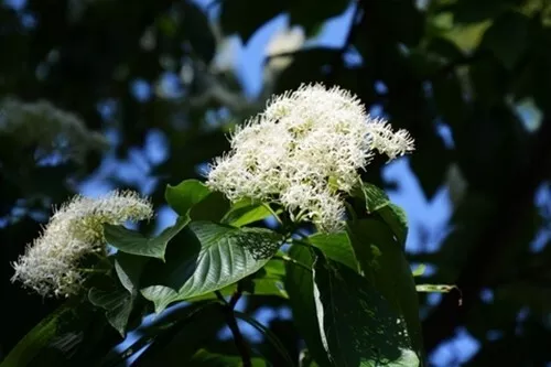 Cornus controversa (Wedding Cake Tree) - 20 seeds