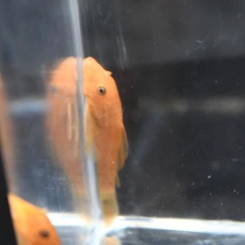 3 pack Super Red Bristle Nose Pleco Tropical Aquarium Fish From Breeder 2