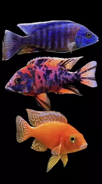 12 pack Of African Cichlids 1/2”- 3/4 ” Free Shipping