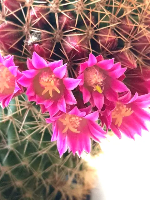 POLITELIO MAMMILLARIA (Guanajuato, Messico)  CACTUS  PIANTA  IN FIORE  28/03/