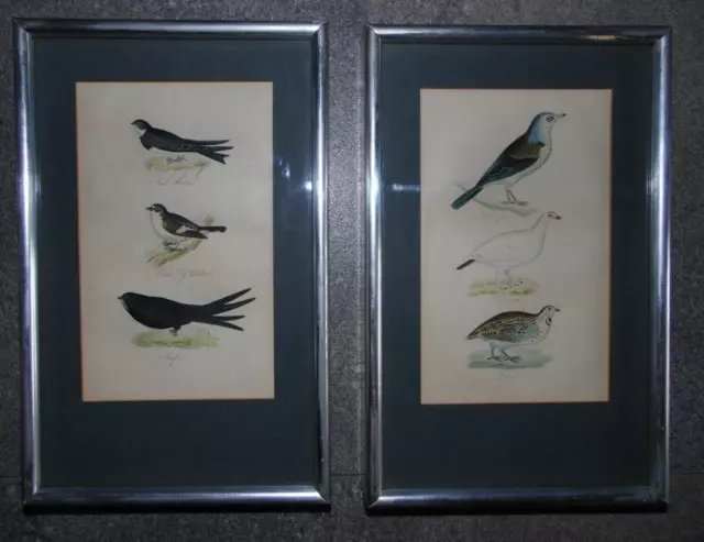 Pr 1835 Engravings British Birds by Robert Mudie. Feathered Tribes H/col.Framed