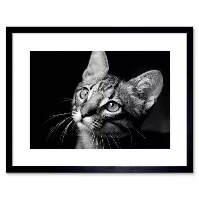 Photo Nature Animal Cat Black White Cute Framed Print 12x16 Inch