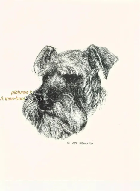 #9 SCHNAUZER uncropped portait dog art print * Pen and ink drawing * Jan Jellins