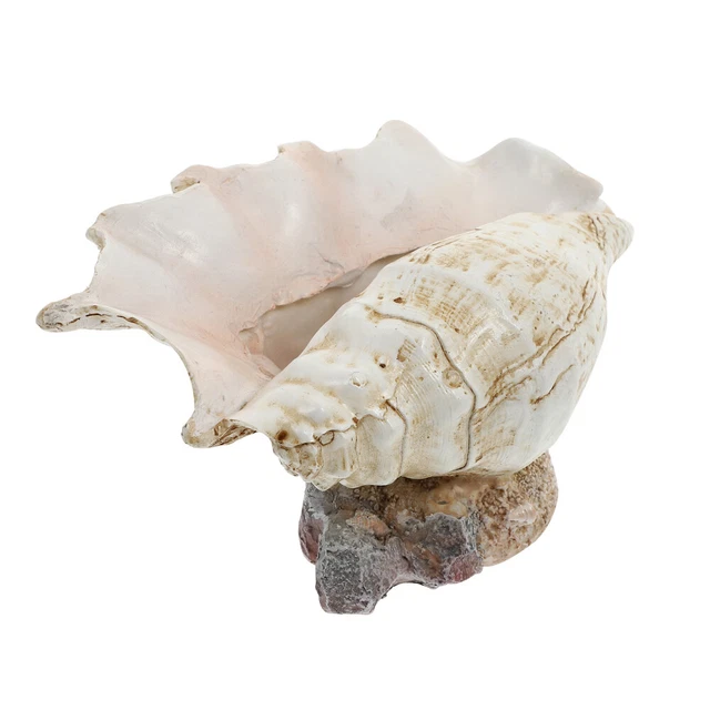 1pc Conch Blumentopf Strand Sukkulenten Topf Shell Topf