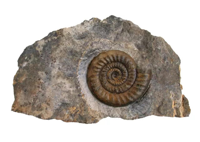 Lias Stufe  Vermiceras scylla  Vorzüglicher Ammonit   Trossingen  106-9