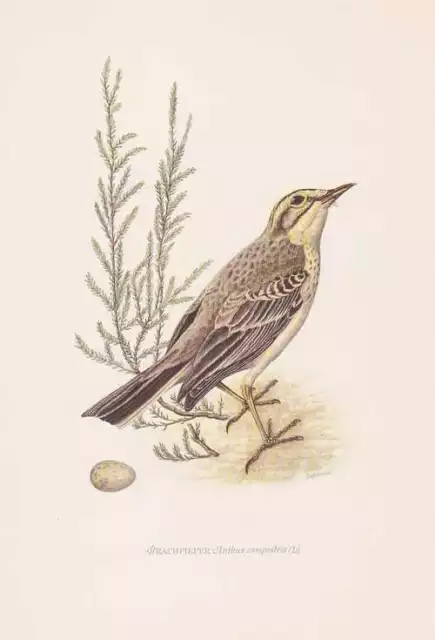 Brachpieper Anthus campestris Farbdruck von 1953 Stoppelvogel Brachbachstelze