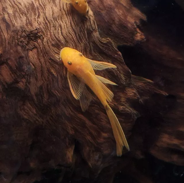 LONG FIN SUPER RED Bristlenose Pleco - 1.25 - 1.5"