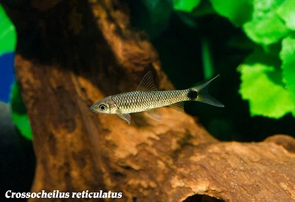 Pack of 3 Live Juvenile Reticulated Siamese Algae Eater Freshwater Tropical Fish