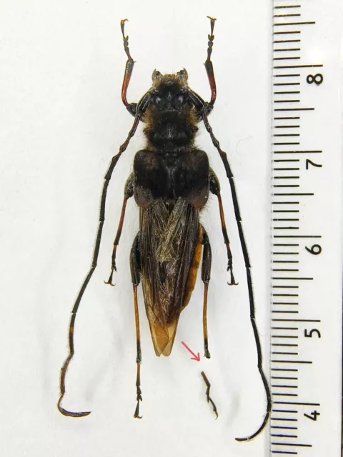 Cerambycidae Ulochaetes vacca Yunnan Diqing 2427